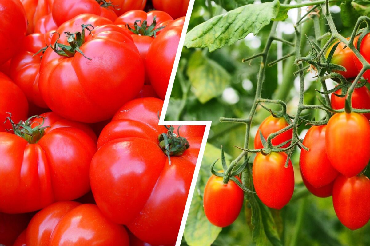 Агроном розповів, чим підживити томати для прискорення дозрівання