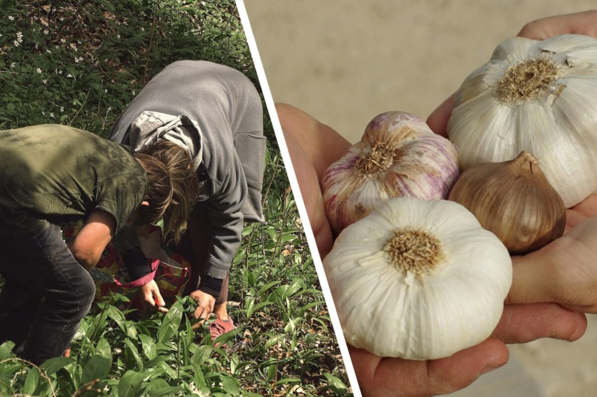 Дачники розповіли, після яких городніх культур не можна висаджувати часник