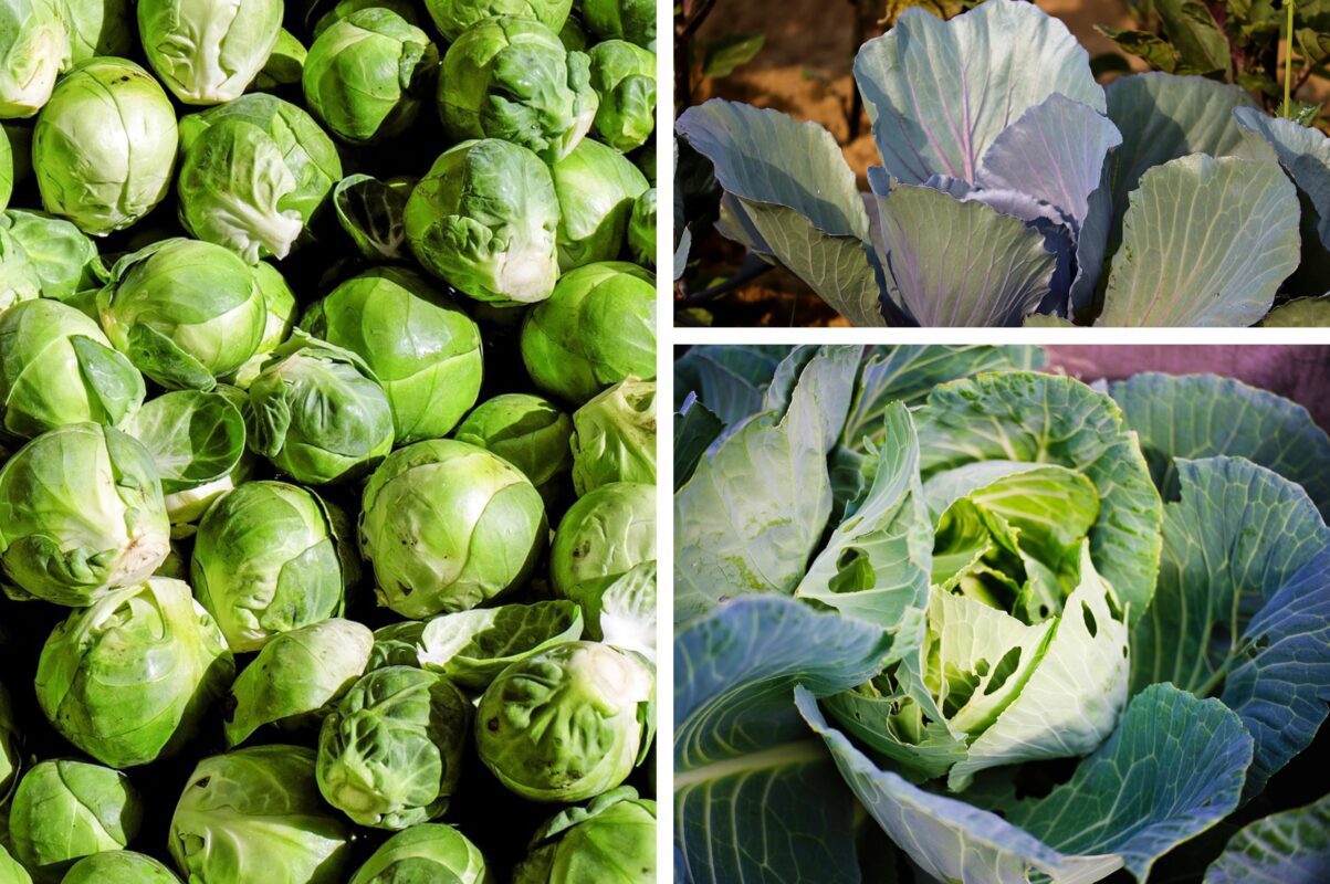 Городники розповіли, чим треба обовʼязково підживити капусту в липні 2025