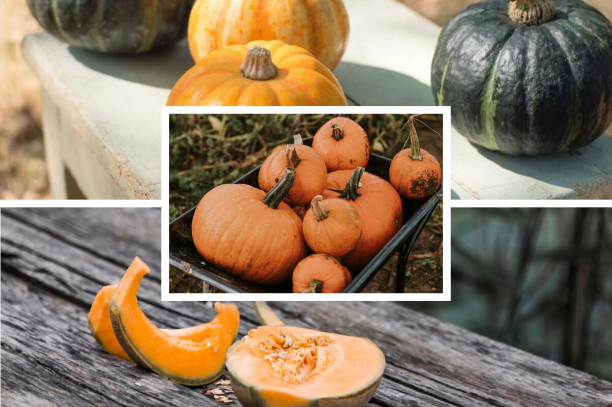 Городники розповіли, як правильно поливати гарбузи, щоб зібрати високий врожай