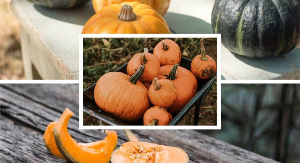 1 дія і МЕГА врожай вже у вас: як треба поливати гарбузи, щоб овоч вродив на всі 100% 