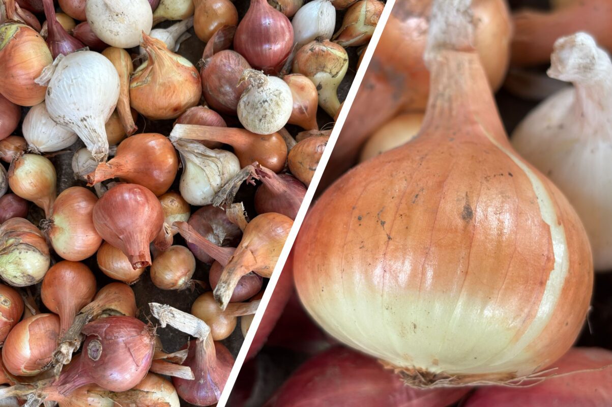 Городники розповіли, як покращити врожай цибулі за допомогою одного продукту