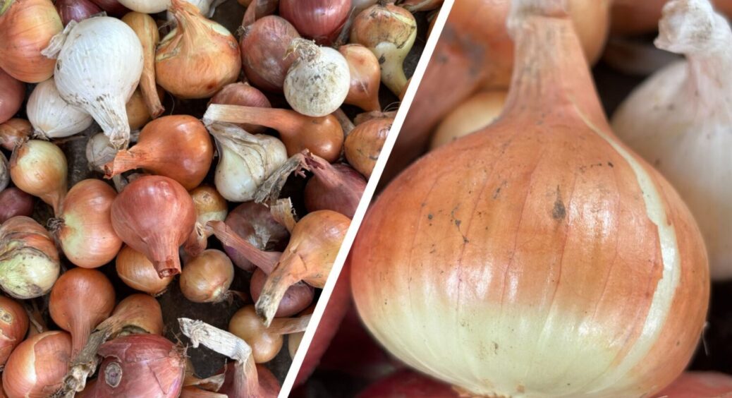 1 продукт з кухні – і врожаю втричі більше: ось, що роблю з цибулею з року в рік, і в 2025 теж 