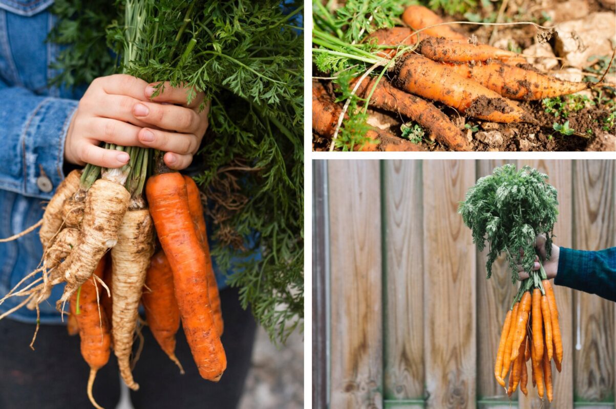 Дачники розсекретили, що зробити з морквою, щоб вона вродила на максимум