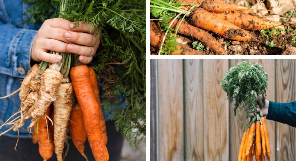 Про це знають 15% дачників: зробіть ЦЕ з морквою і отримайте рекордний врожай вже в 2025 