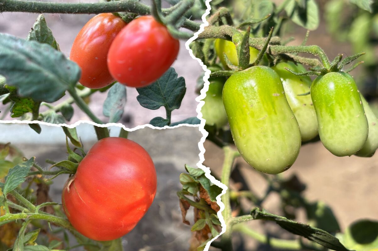 Городники розповіли, як виростити великий врожай томатів за мінімальних зусиль