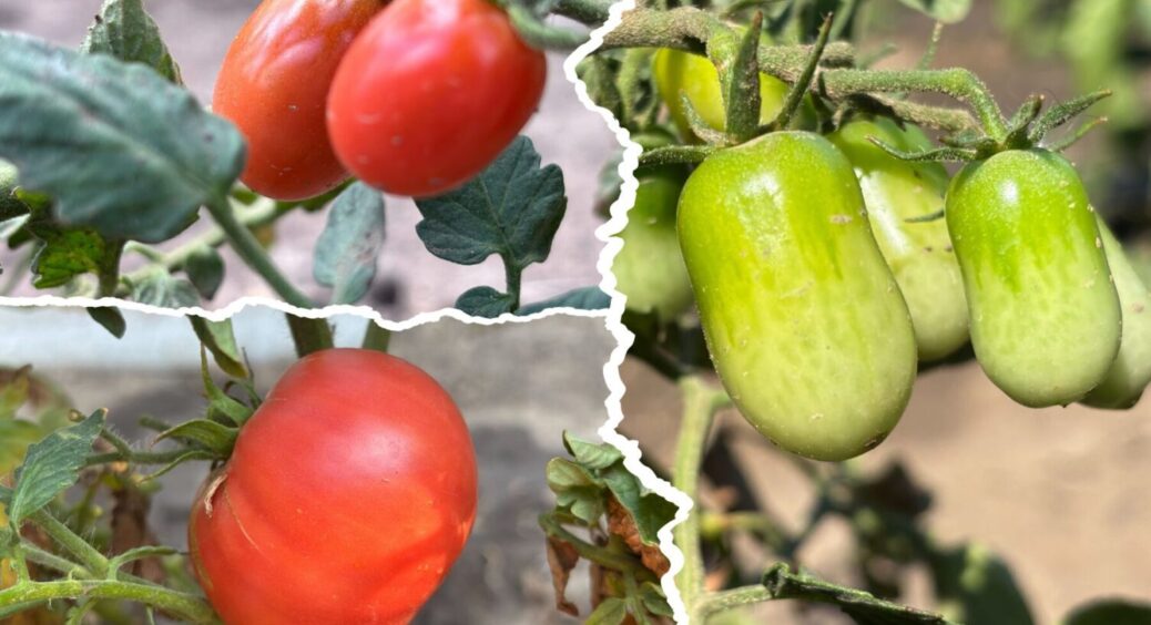 3 краплі + 10 літрів води – томати великі й солодкі: чим полити овоч під час вирощування 2025 