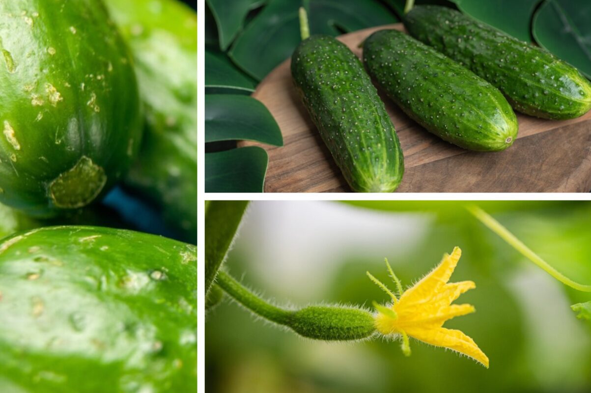 Садівники пояснили, як прогнати попелицю з огірків на городі у вересні