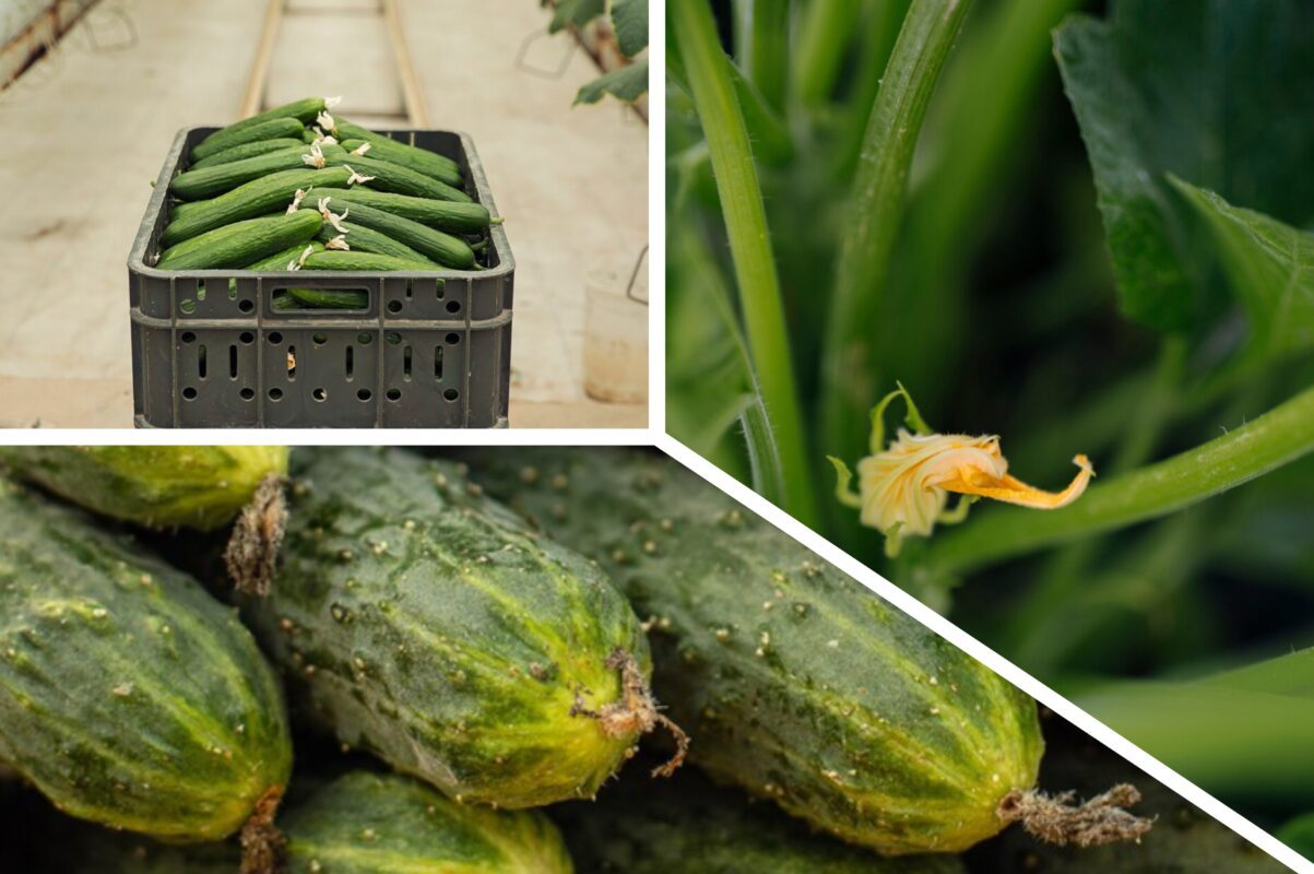 Дачники розповіли, чим потрібно підживити огірки прямо зараз для шаленого росту