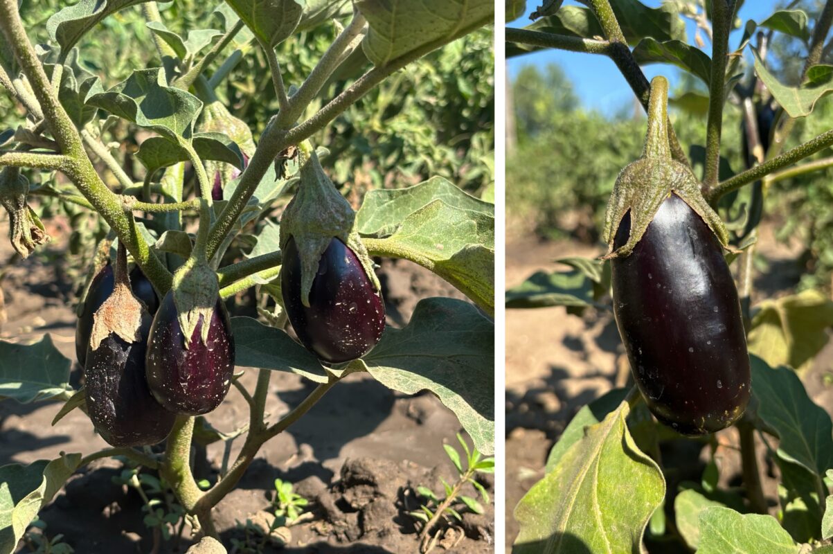 Експерт розповів, як отримати великий врожай баклажанів