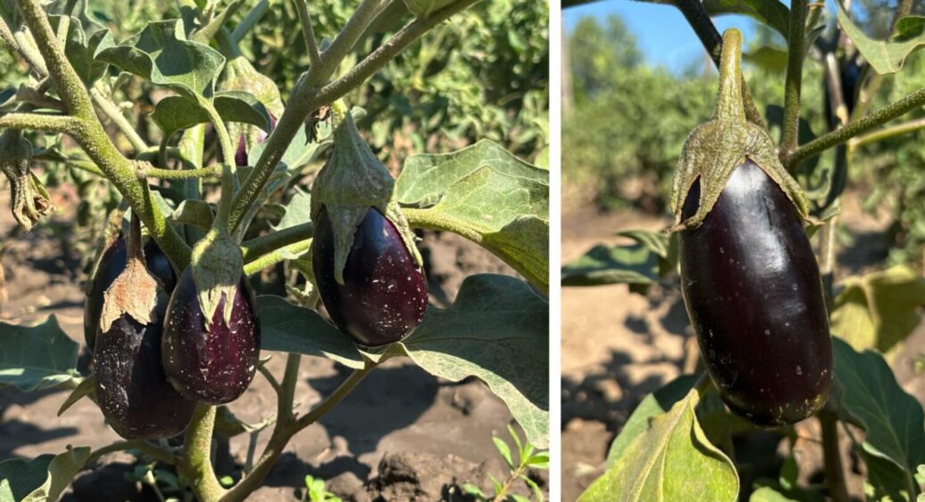 На Закарпатті баклажани ростуть тільки правильної форми: потрібен полив на основі 2 продуктів 