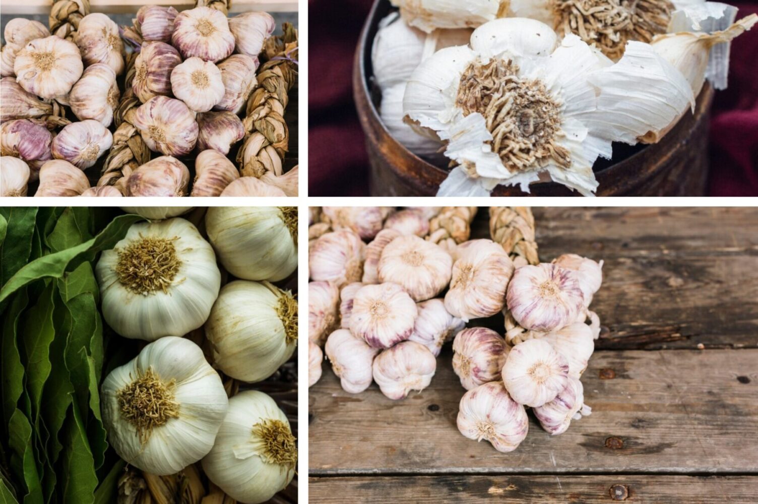 Городники розсекретили найкраще літнє підживлення для часнику в липні 2025