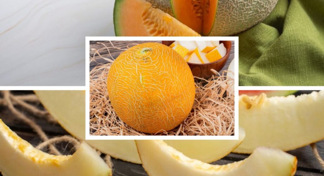 Це не добриво, а чарівна паличка: що любить диня у спеку – прийом одеситів на 10 з 10 