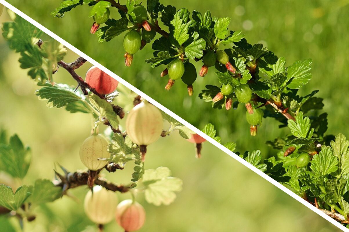 Садівники розповіли, що треба зробити з аґрусом до початку серпня 2025