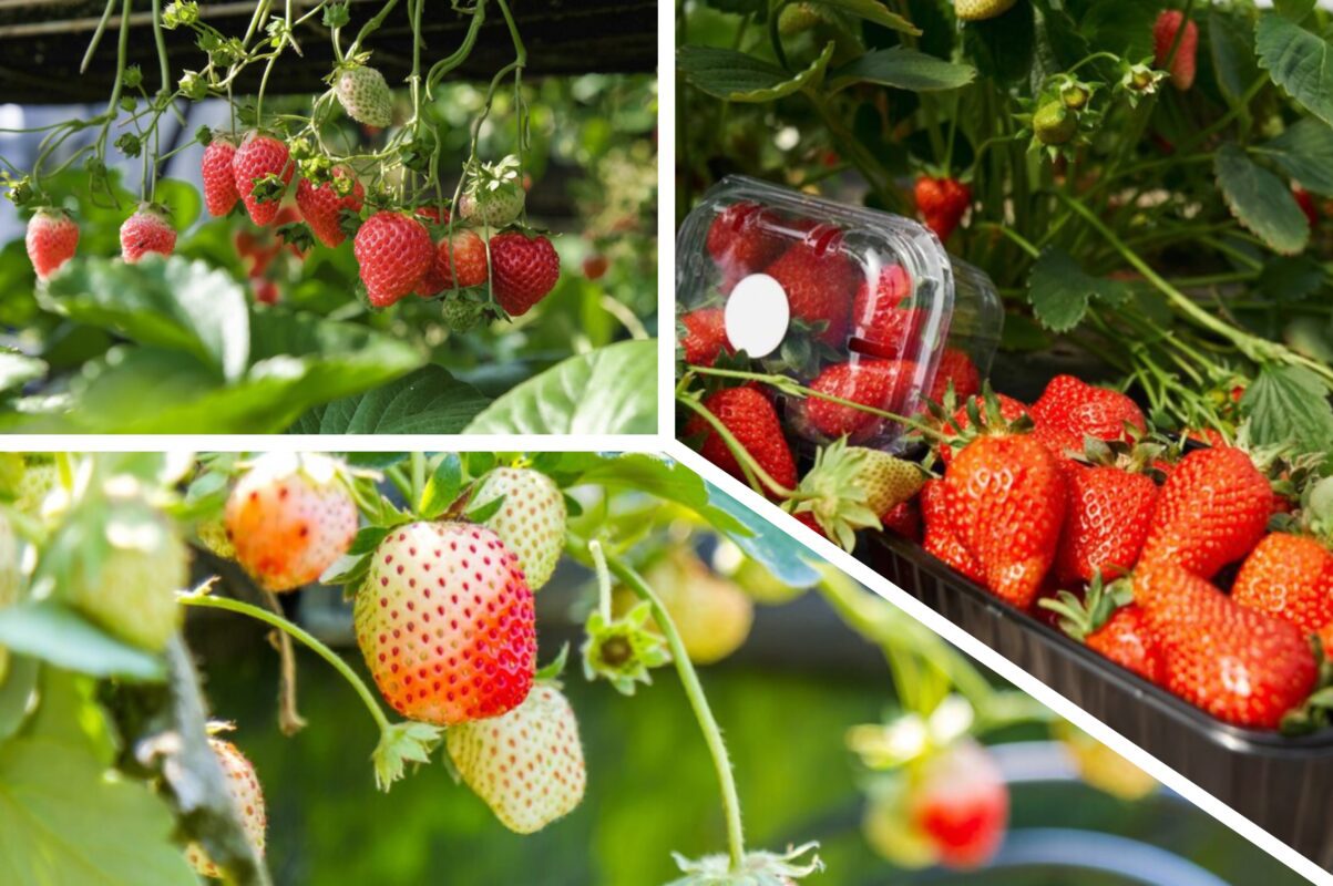 Дачники розповіли, чому листя полуниці червоніє і як це виправити