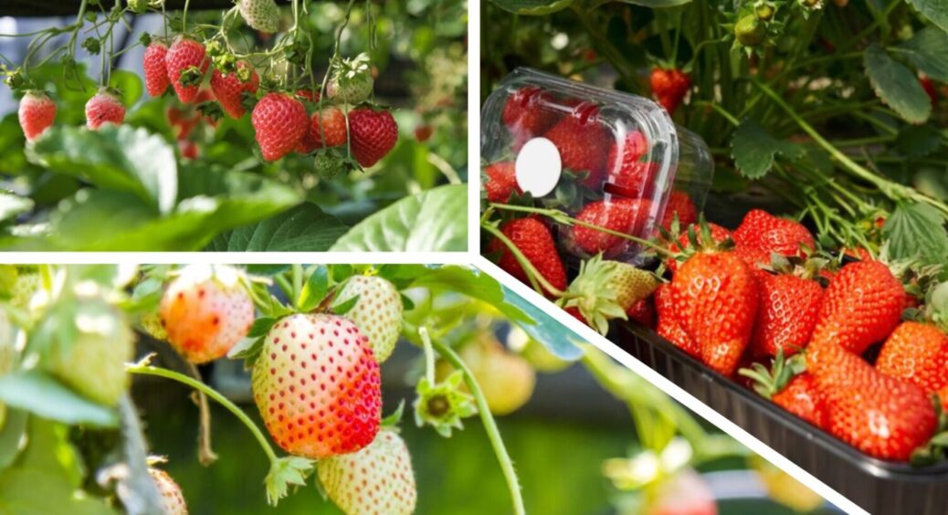 Листя червоніє – врожай пропав? Чому кущі полуниці змінює свій колір і як це виправити в 2025 