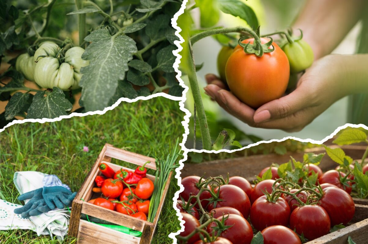 Садівники пояснили, який полив для томатів покращить врожай у 10 разів 