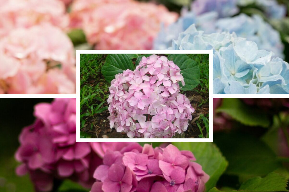Квітникарі розсекретили найкраще літнє підживлення для гортензії