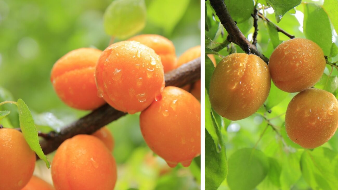 Садівники розповіли, чим підживити абрикос у листопаді