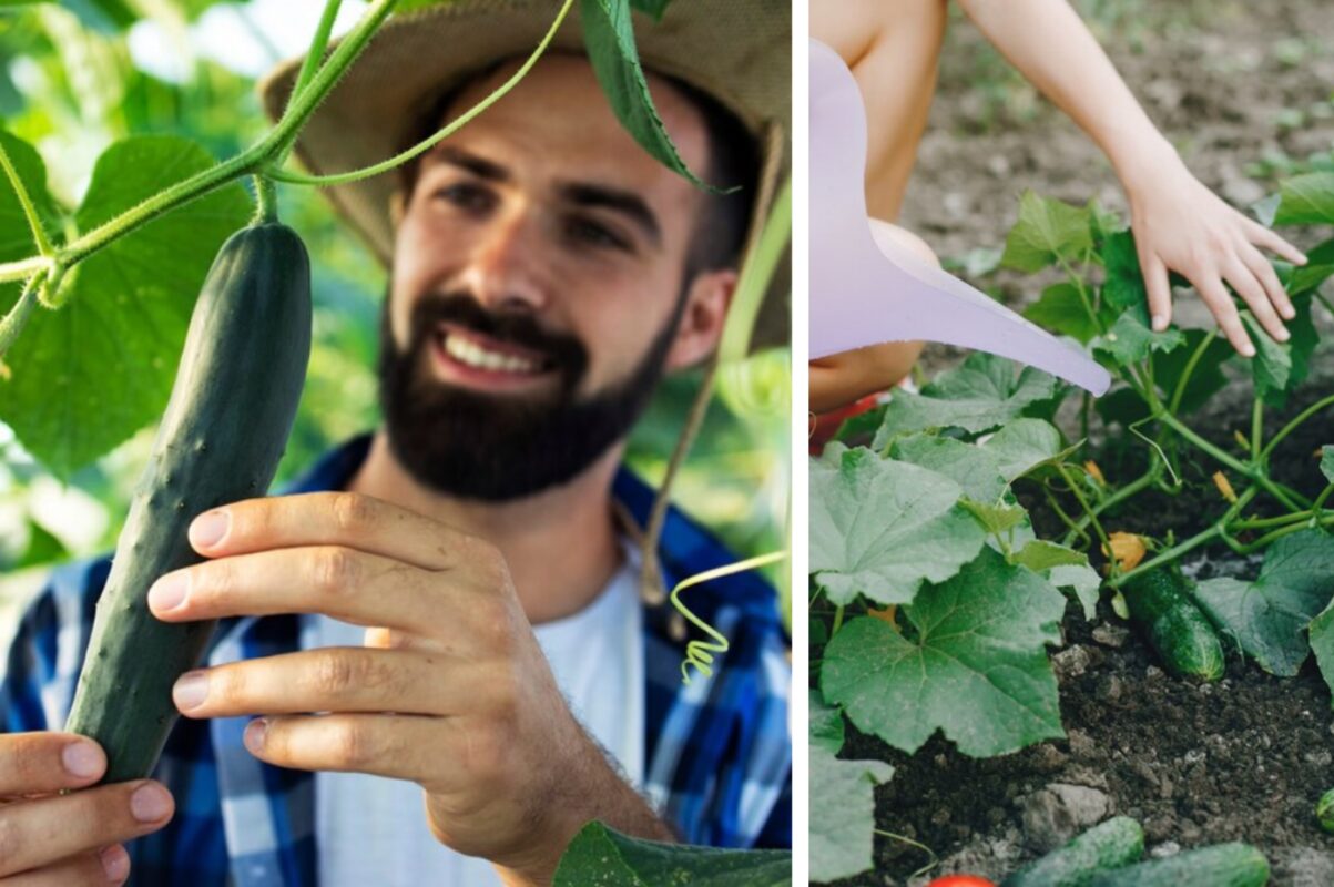 Городники розповіли, як продовжити сезон плодоношення огірків до осені