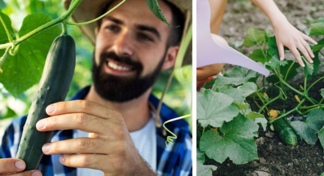 Даватимуть врожай навіть осінню 2025: ось, що треба зробити з огірками прямо зараз 