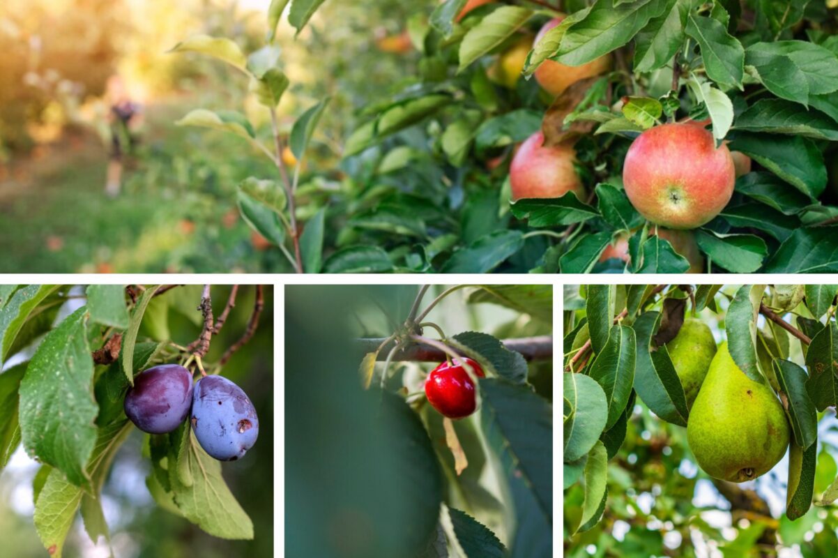 Агроном розповів, як вилікувати дерева від моху та лишайників