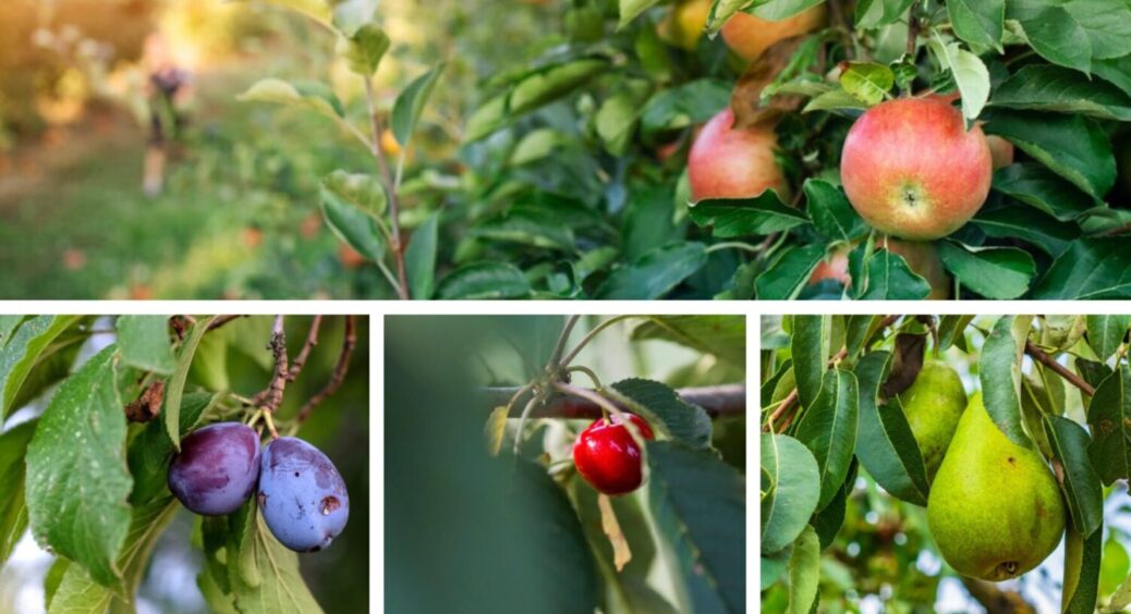Маєте час зробити ЦЕ до 1 серпня 2025: які дерева слід обрізати до кінця липня, щоб був врожай 