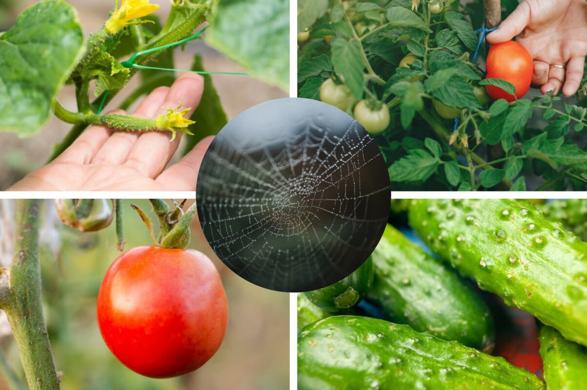 Городники розсекретили дієвий спосіб, як прибрати павутинного кліща з овочів
