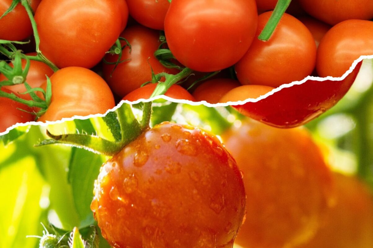 Городники розповіли, чим полити томати прямо зараз, щоб зібрати великий врожай