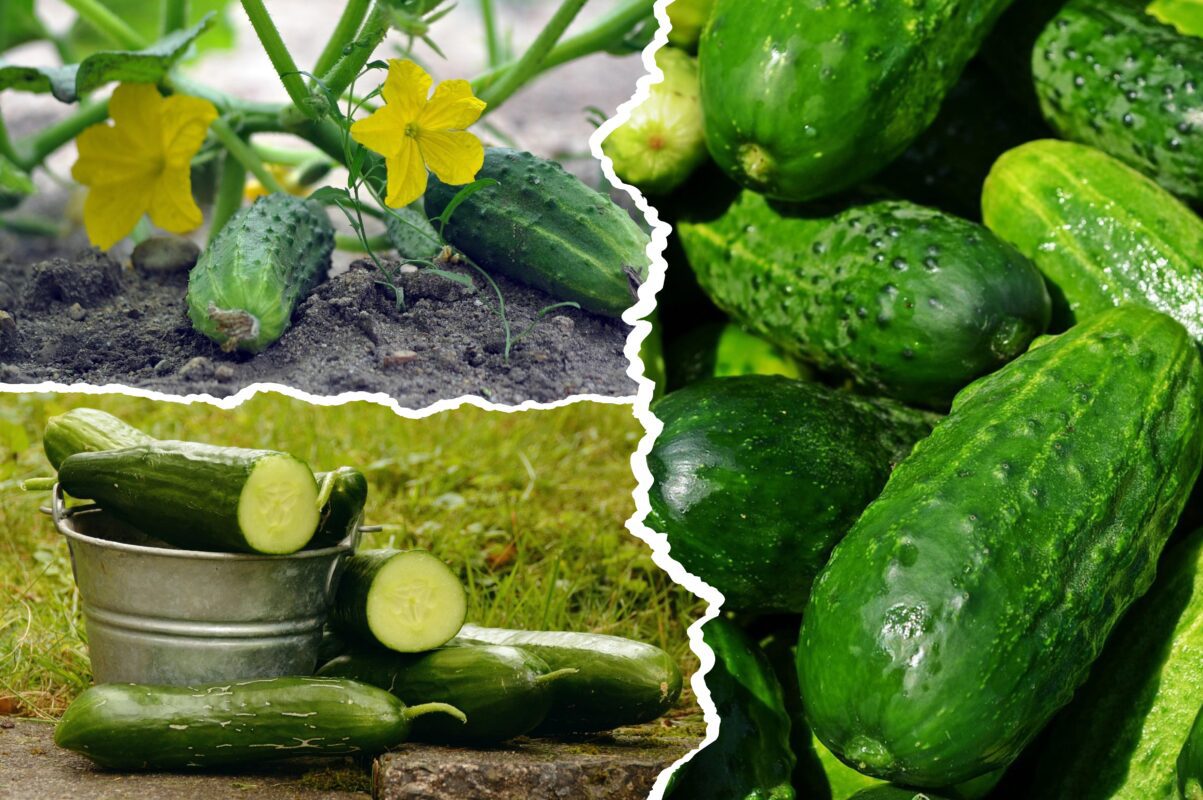 Експерт розповів, що робити, якщо огірки припинили плодоносити