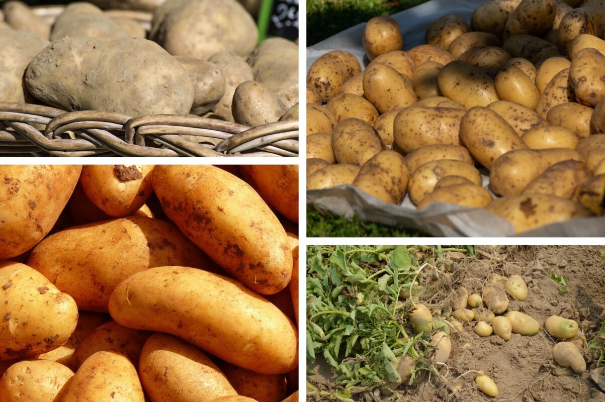 Городники розповіли, як підвищити врожайність картоплі без підживлення