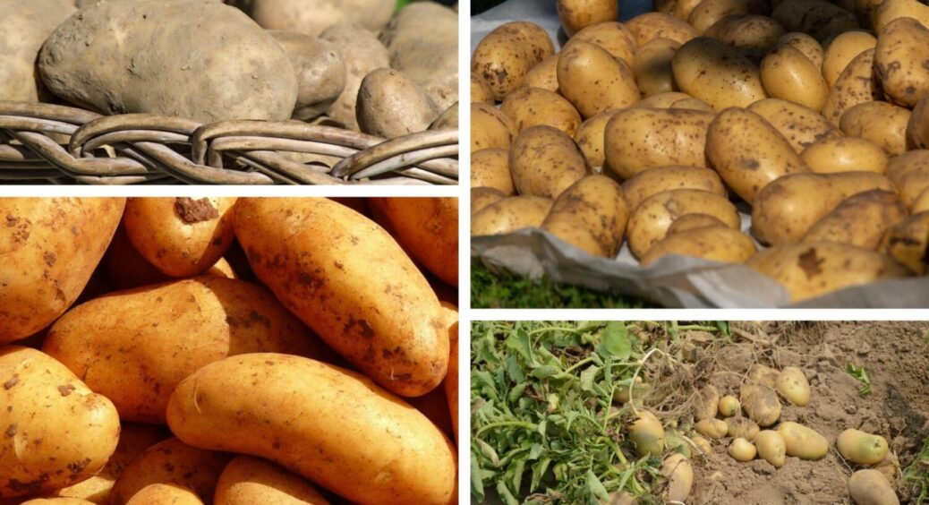 Картоплі буде вдвічі більше – без підживок: що зробити з бульбою зараз – 1 секретний прийом 
