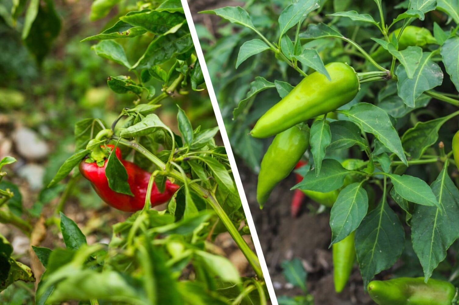 Дачники розповіли, чим полити перець в липні, щоб плоди виросли великі й солодкі