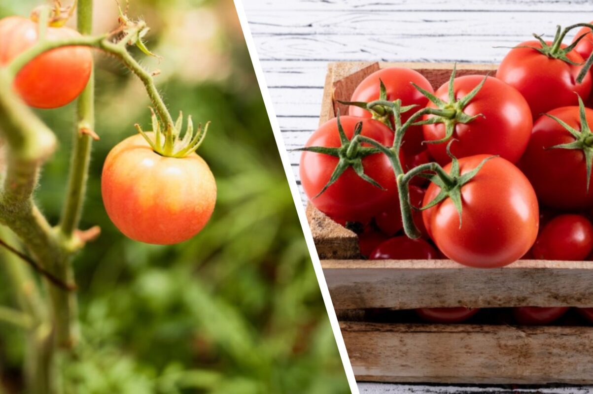 Спеціаліст розповів, як виростити розкішні томати в серпні 
