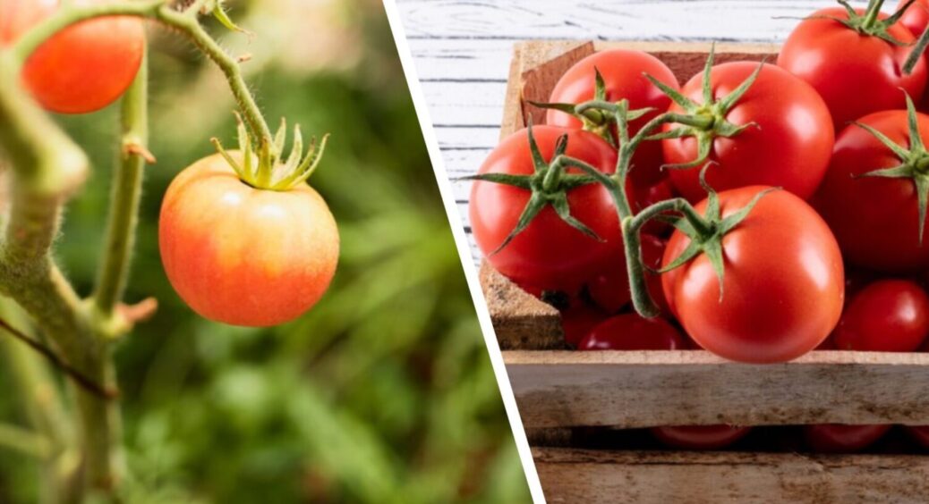 Гниють помідори – 1 дія, і врожай цілий: що зробити з овочем на грядці, щоб плоди були цілі 