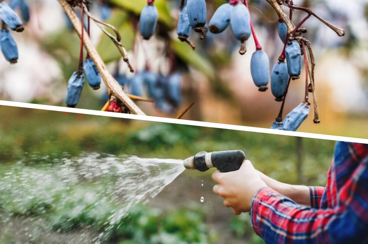 Садівники розповіли, як правильно вирощувати жимолость на власній дачі
