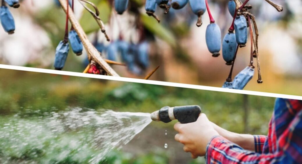 Ягоди розміром з кулак, а на смак – нереальні: як правильно вирощувати жимолость в 2025-му 