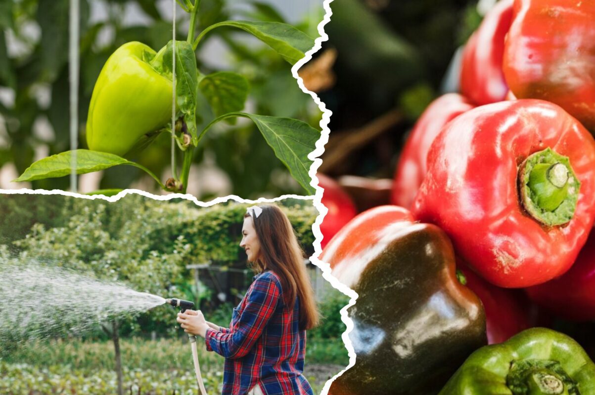 Дачники розповіли, як зрозуміти, що настав час збирати врожай перцю