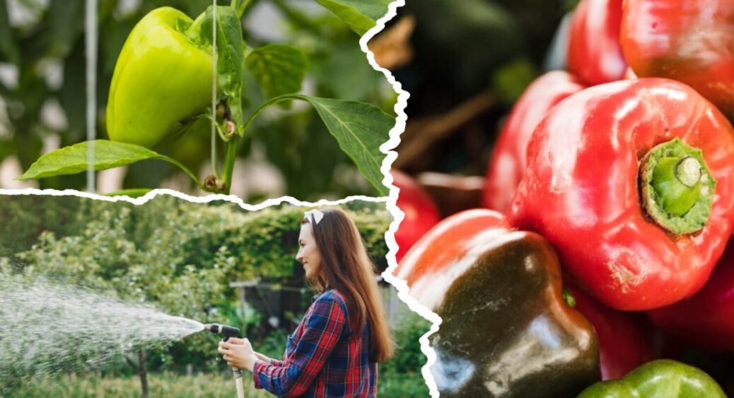 2 моменти, які вказують на те, що пора: найсприятливіший час для збору врожаю перцю 