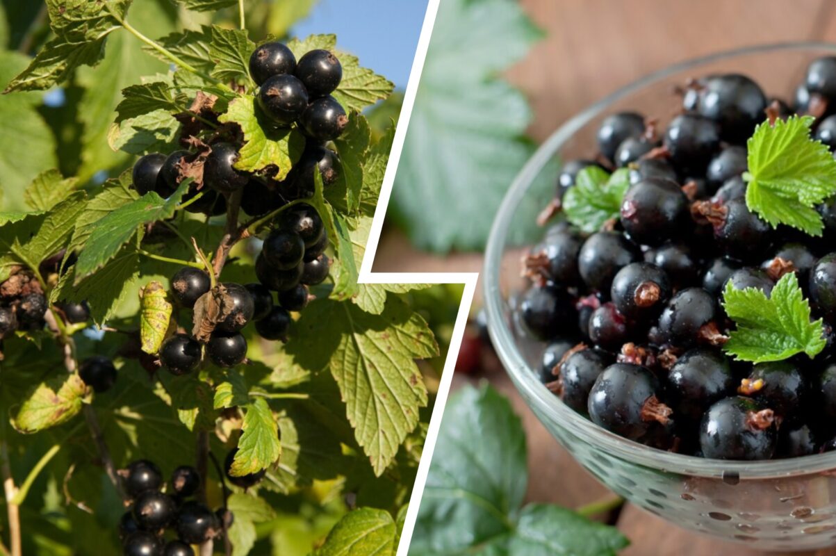 Садівники розповіли, чим треба прямо зараз підгодувати смородину