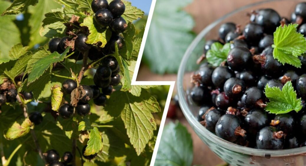 2 таємні вороги смородини – їх не можна висаджувати поруч з кущем: правило номер 1 