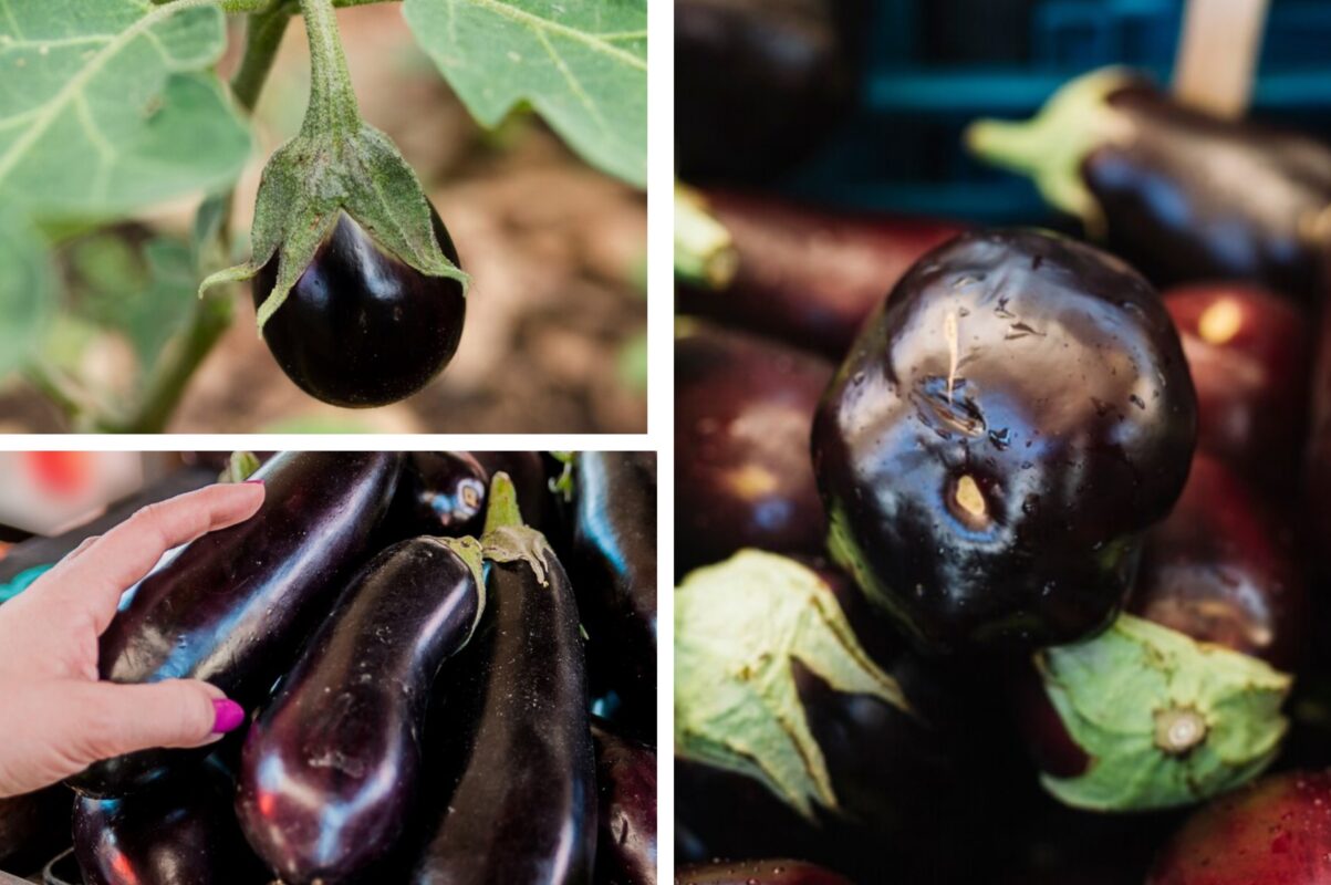 Городники розповіли, як отримати врожай великих і соковитих баклажанів