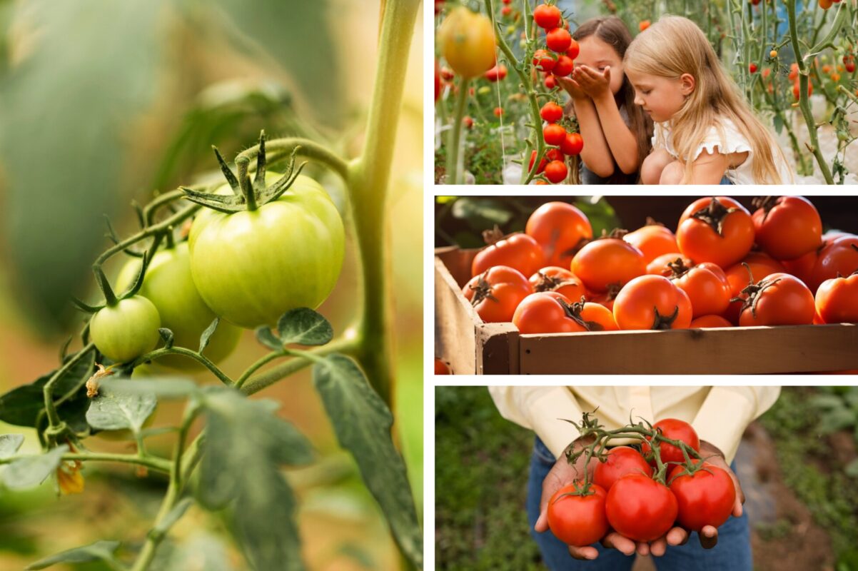 Експерт розповів, як виростити великий врожай помідорів