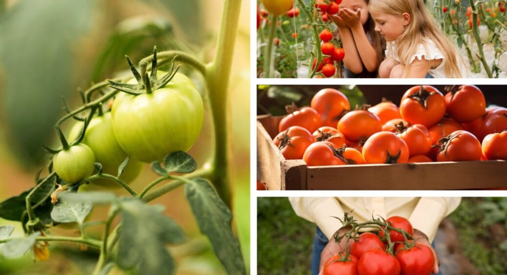 10 г на 1 л води – і солодкі плоди вже у вас: ось чим поливаю томати прямо під корінь в липні 