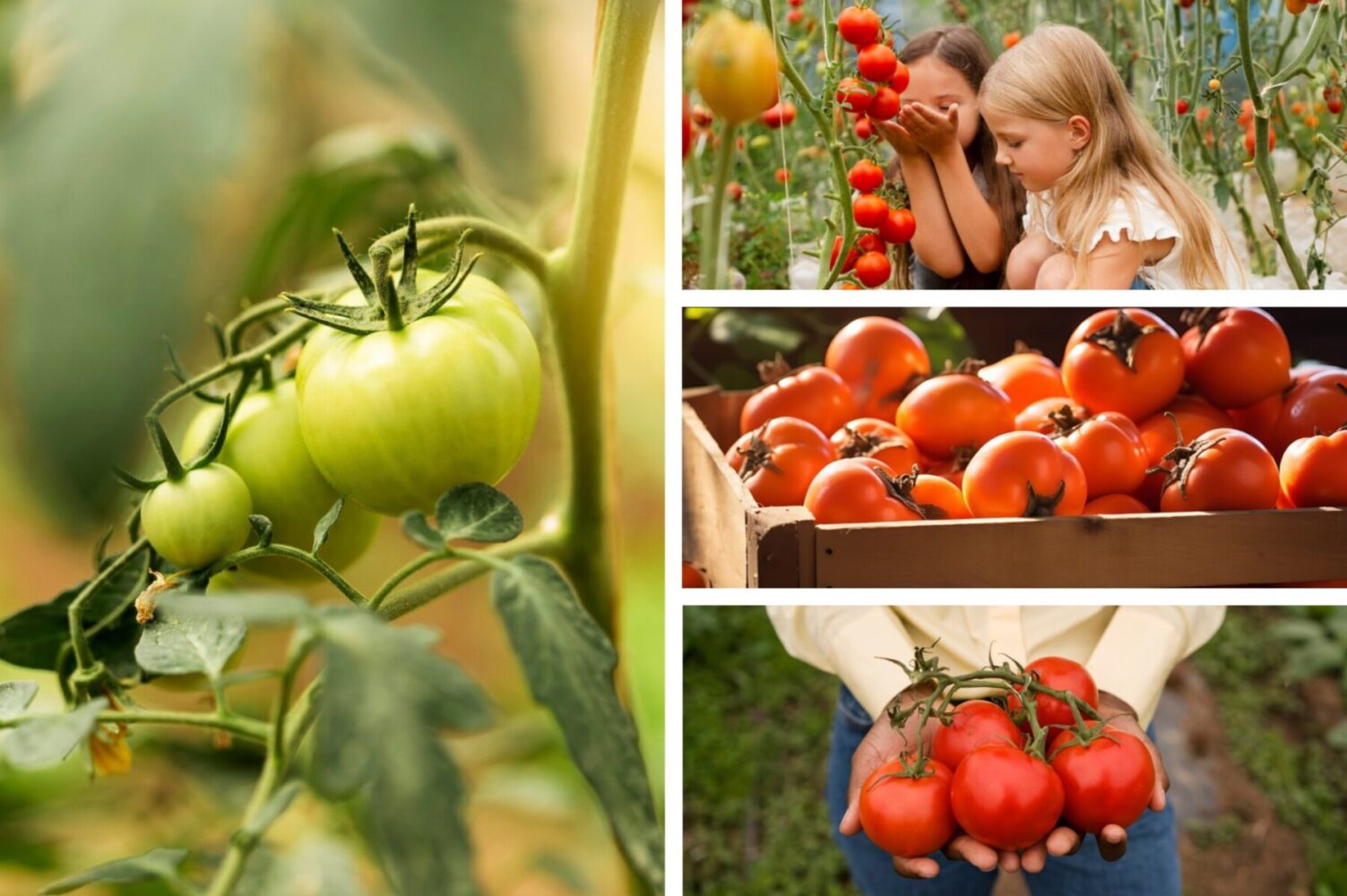 Експерт розповів, як виростити великий врожай помідорів