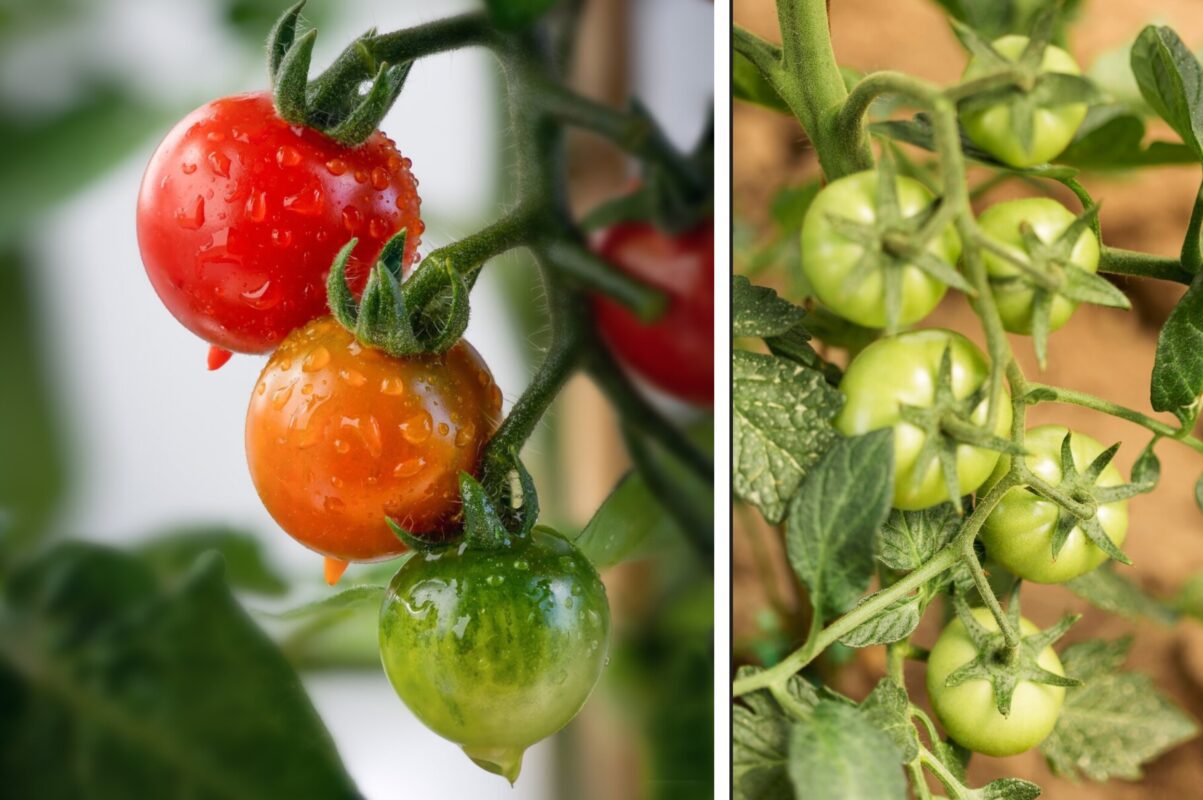 Експерт розповів, як захистити кущів помідорів від фітофтори