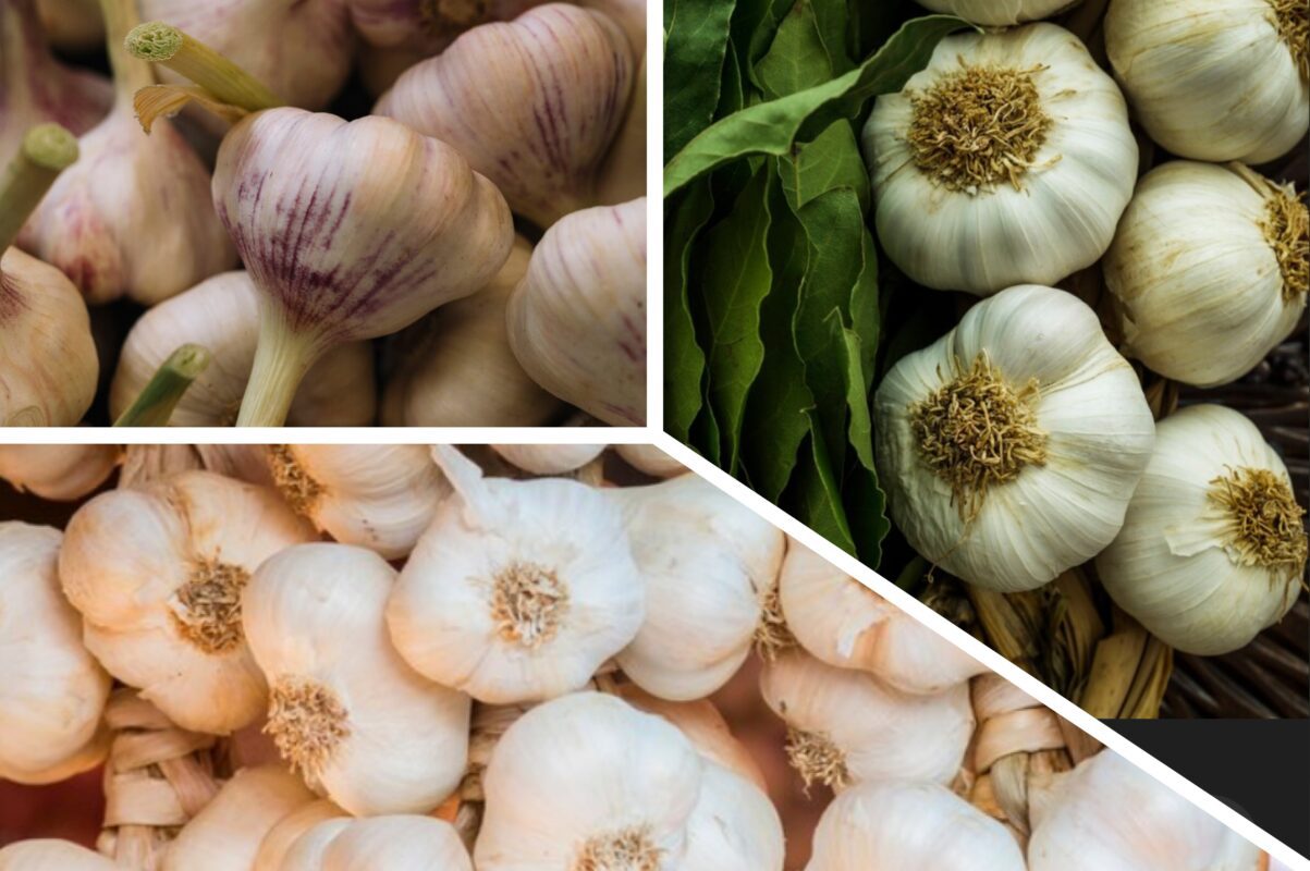 Експерт розповів, коли українцям висаджувати часник на зиму