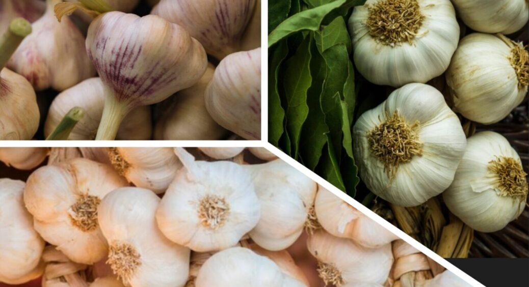 У Тернополі ніколи не викопують часник, поки не побачать 1 ознаку, яка “кричить”: ось коли пора 