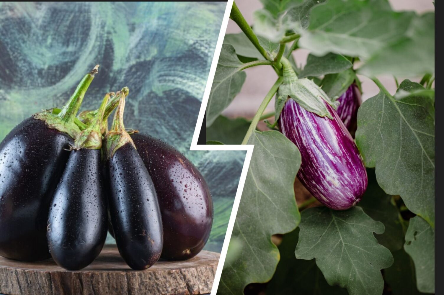 Городники розсекретили рецепт найкращого підживлення для баклажанів влітку