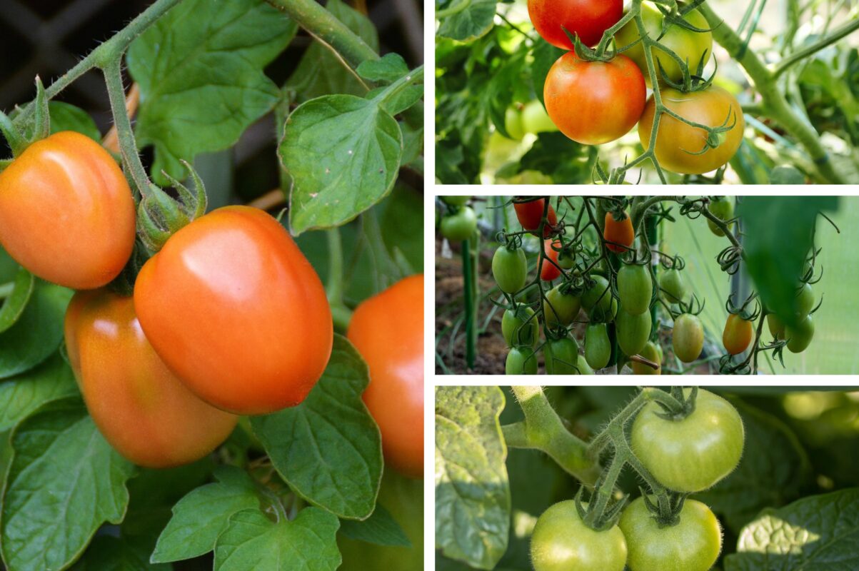 Агроном розповів, як зупинити розтріскування помідорів